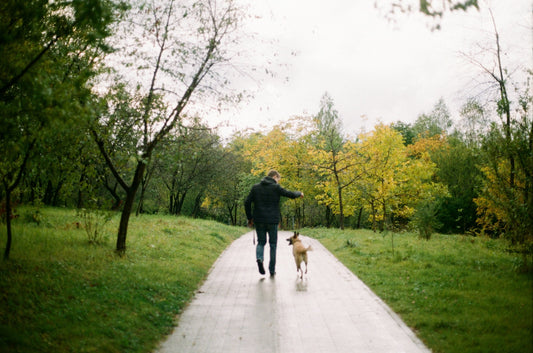 Morgenspaziergang mit Hund auf einem Waldweg
