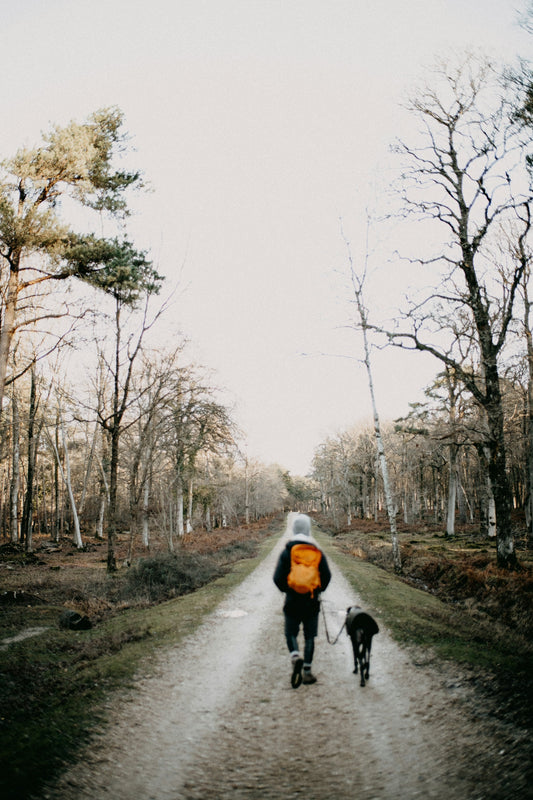 Wanderer mit Rucksack geht mit seinem Hund auf einem weichen Waldweg zwischen Bäumen bergauf