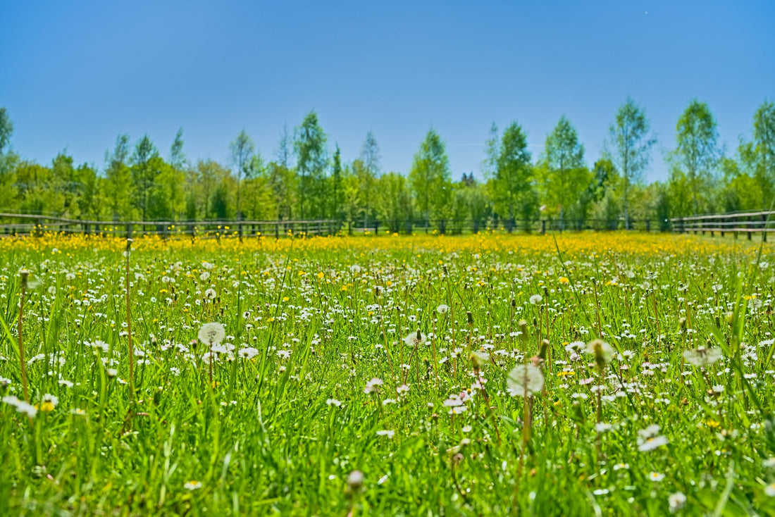 Wiese mit Wildblumen — Naturgarten anlegen