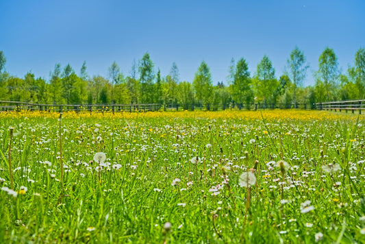 Wiese mit Wildblumen — Naturgarten anlegen