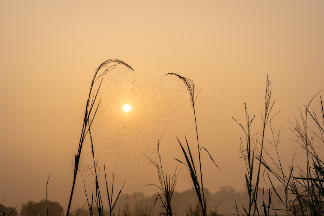 Spinnennetz im Morgentau vor Sonnenaufgang