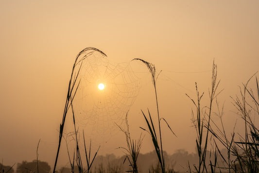 Spinnennetz im Morgentau vor Sonnenaufgang
