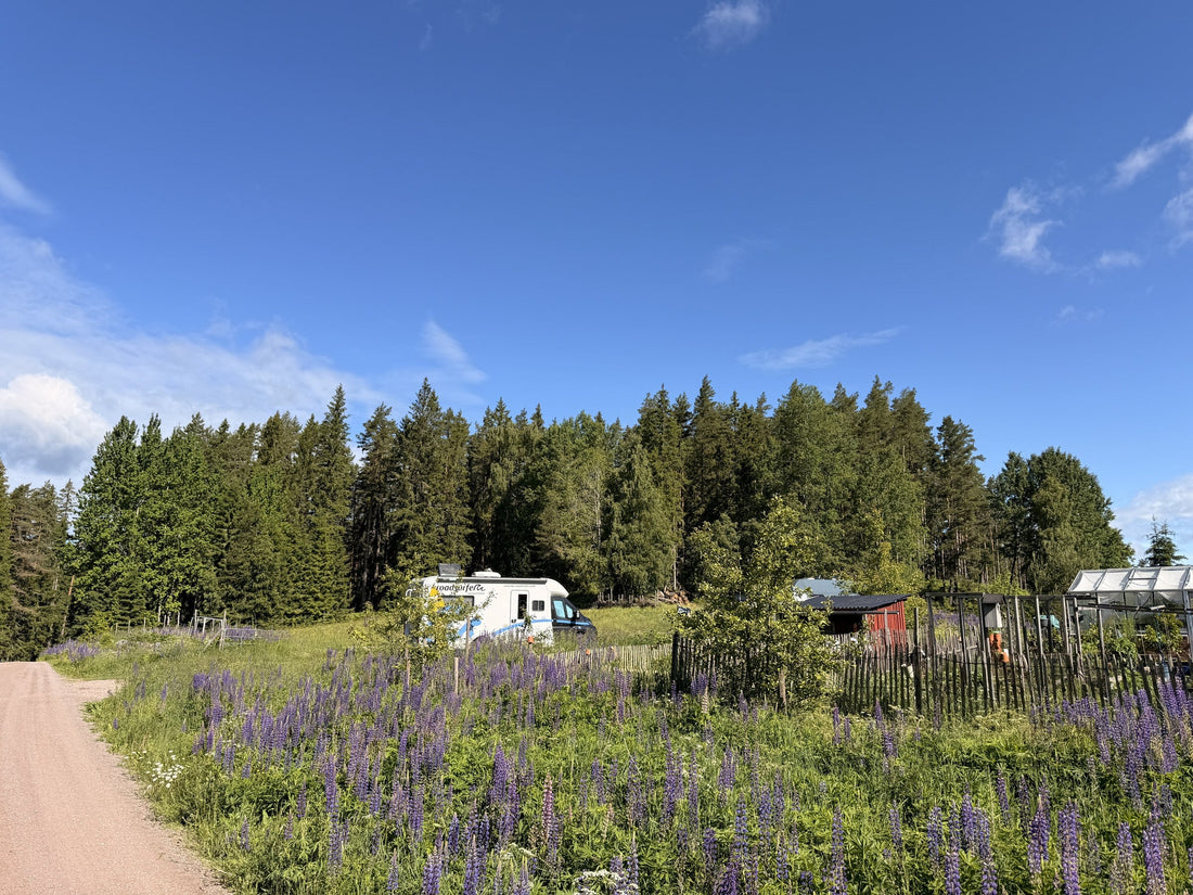 Weißes Wohnmobil auf einer Wiese hinter einem Feld blühender Lupinen, dahinter ein rotes Holzhaus, Gewächshaus und Nadelwald in Schweden