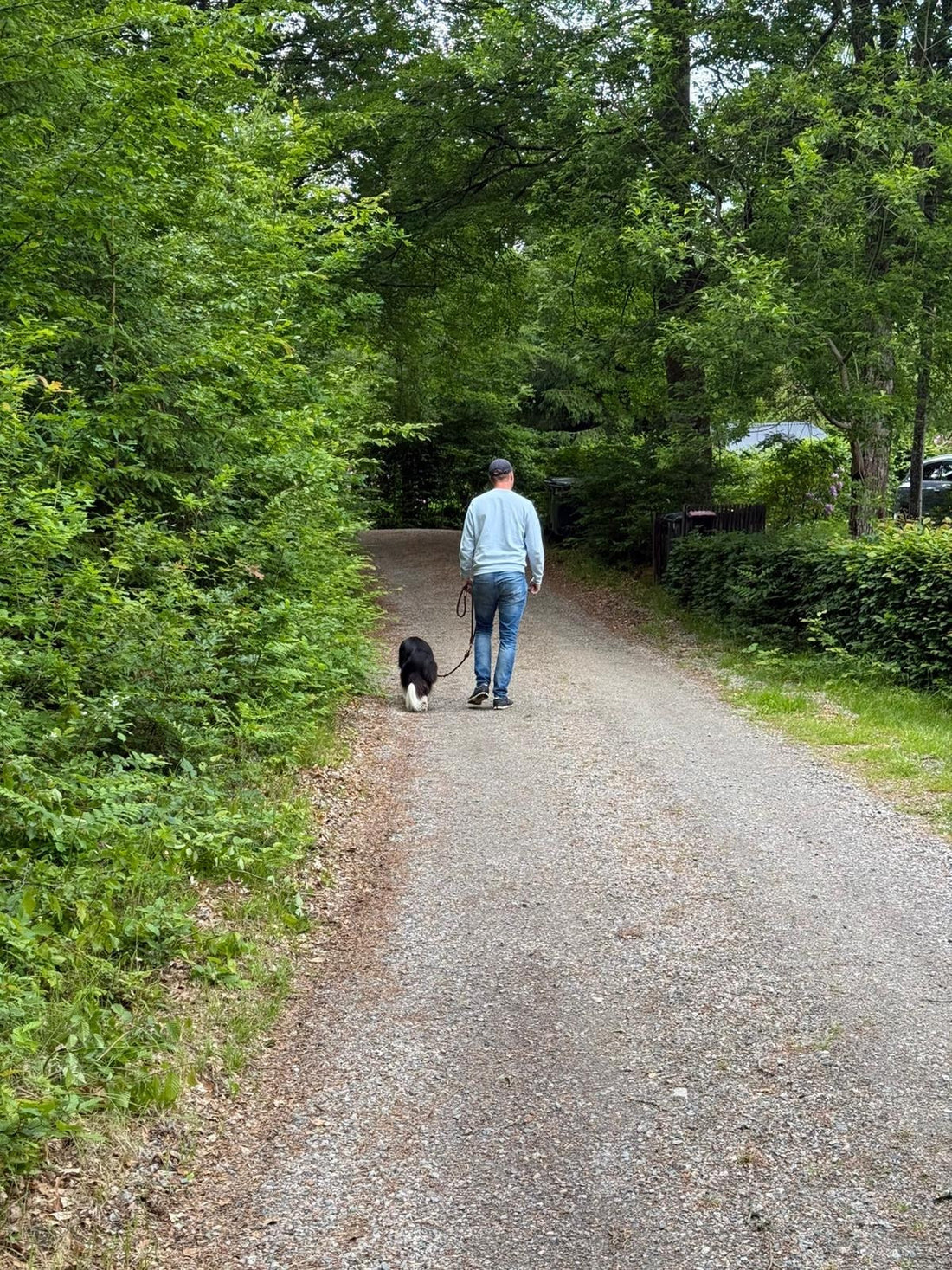 Waldweg mit Border Collie Mylo — Waldbaden
